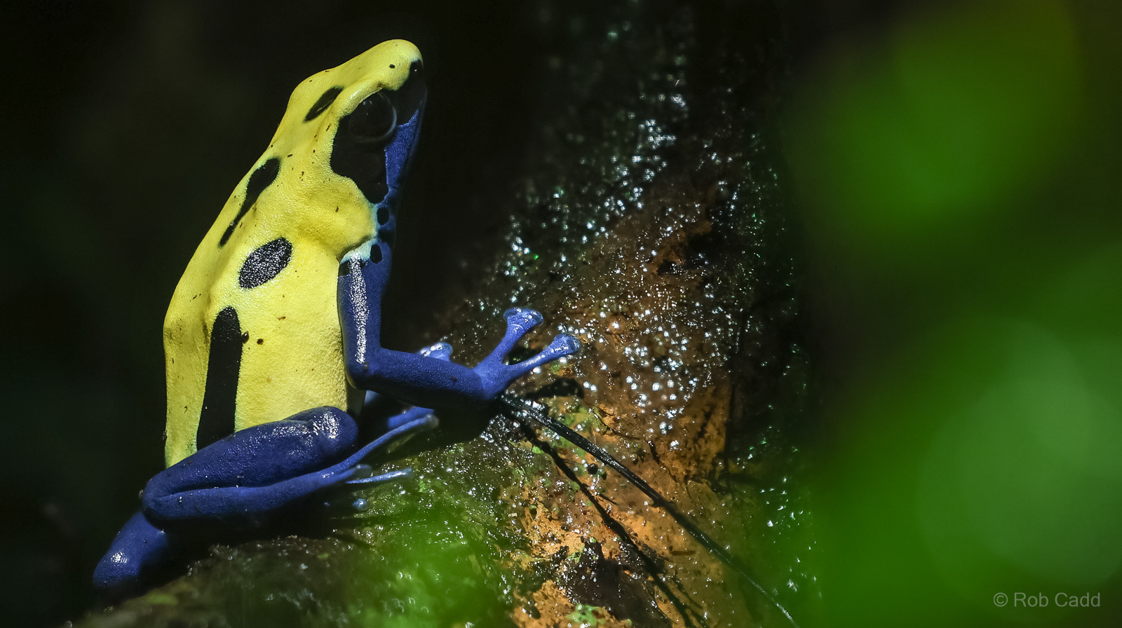 Dyeing poison dart frog : Cotswold WP : 09 May 2024