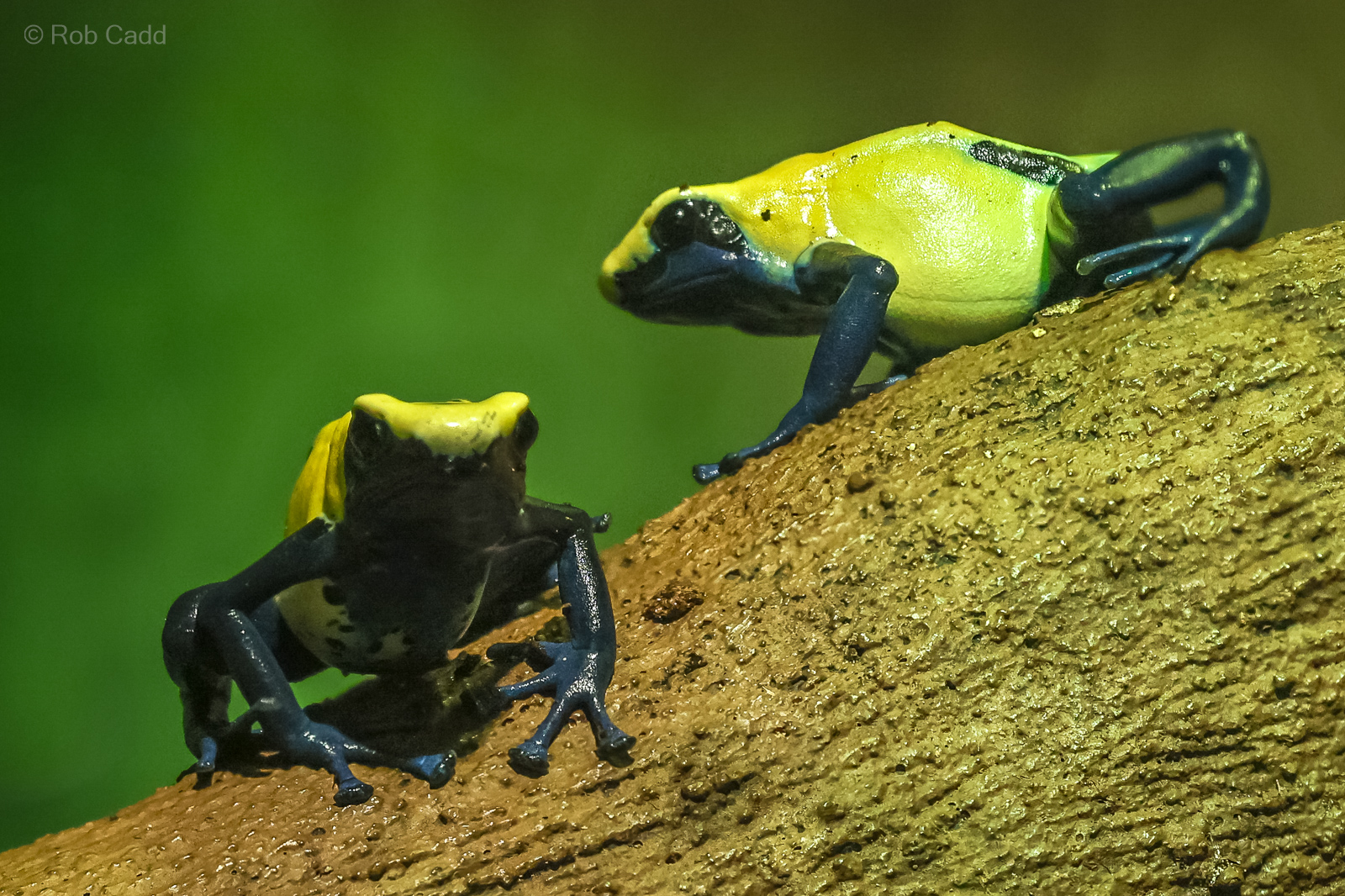 Dyeing poison dart frog : Cotswold WP : 09 May 2024