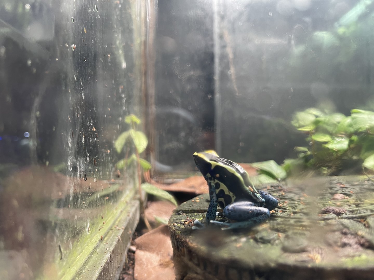 dyeing poison dart frog (dendrobates tinctorius) (1)