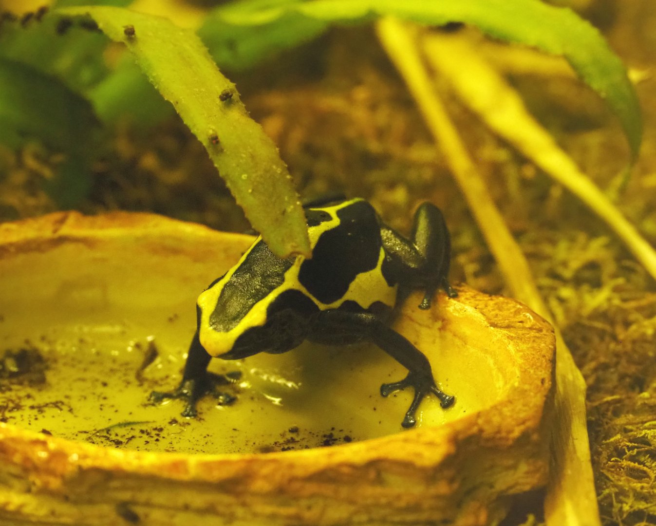 Dyeing poison dart frog (Dendrobates tinctorius), 2020-05-24