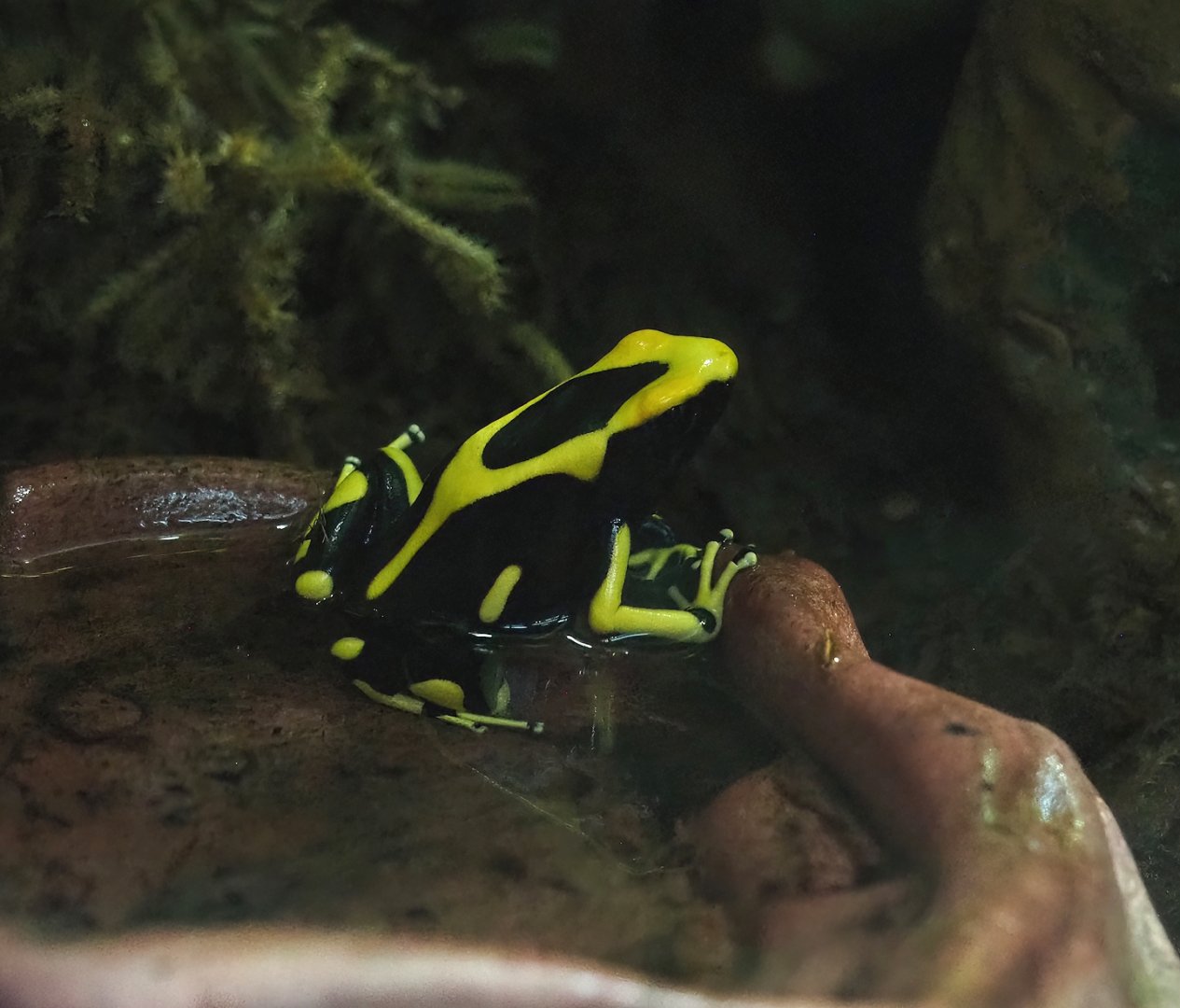 Dyeing poison dart frog (Dendrobates tinctorius), 2024-02-17