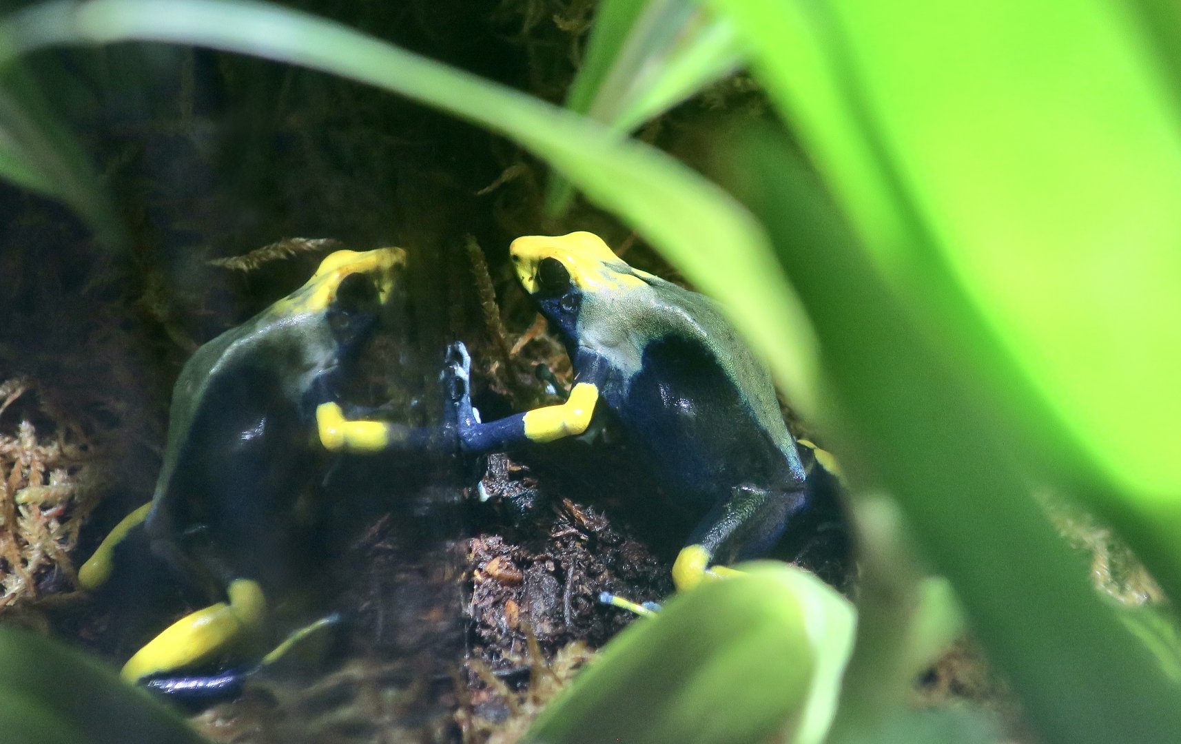Dyeing Poison Dart Frog (Dendrobates tinctorius) - Peacock Morph