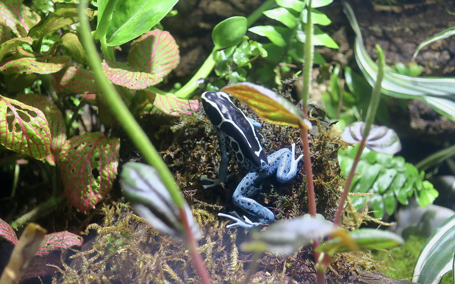 Dyeing Poison Dart Frog (Dendrobates tinctorius) - Powder Blue Morph