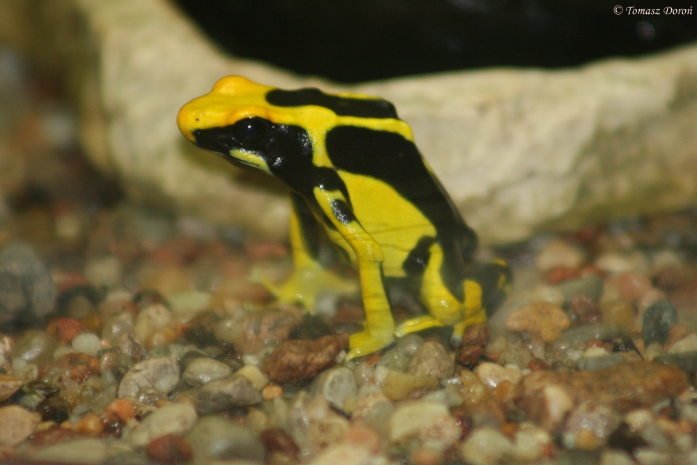 Dyeing Poison Dart Frog (Dendrobates tinctorius regina)