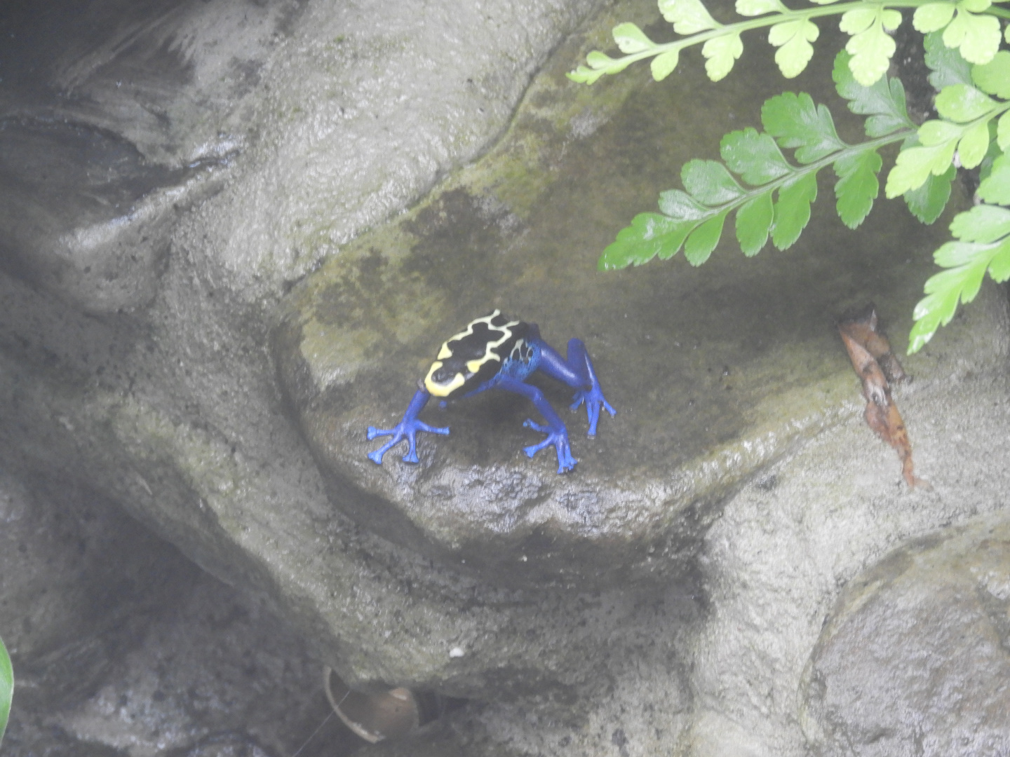 Dyeing Poison Dart Frog (Dendrobates tinctorius)