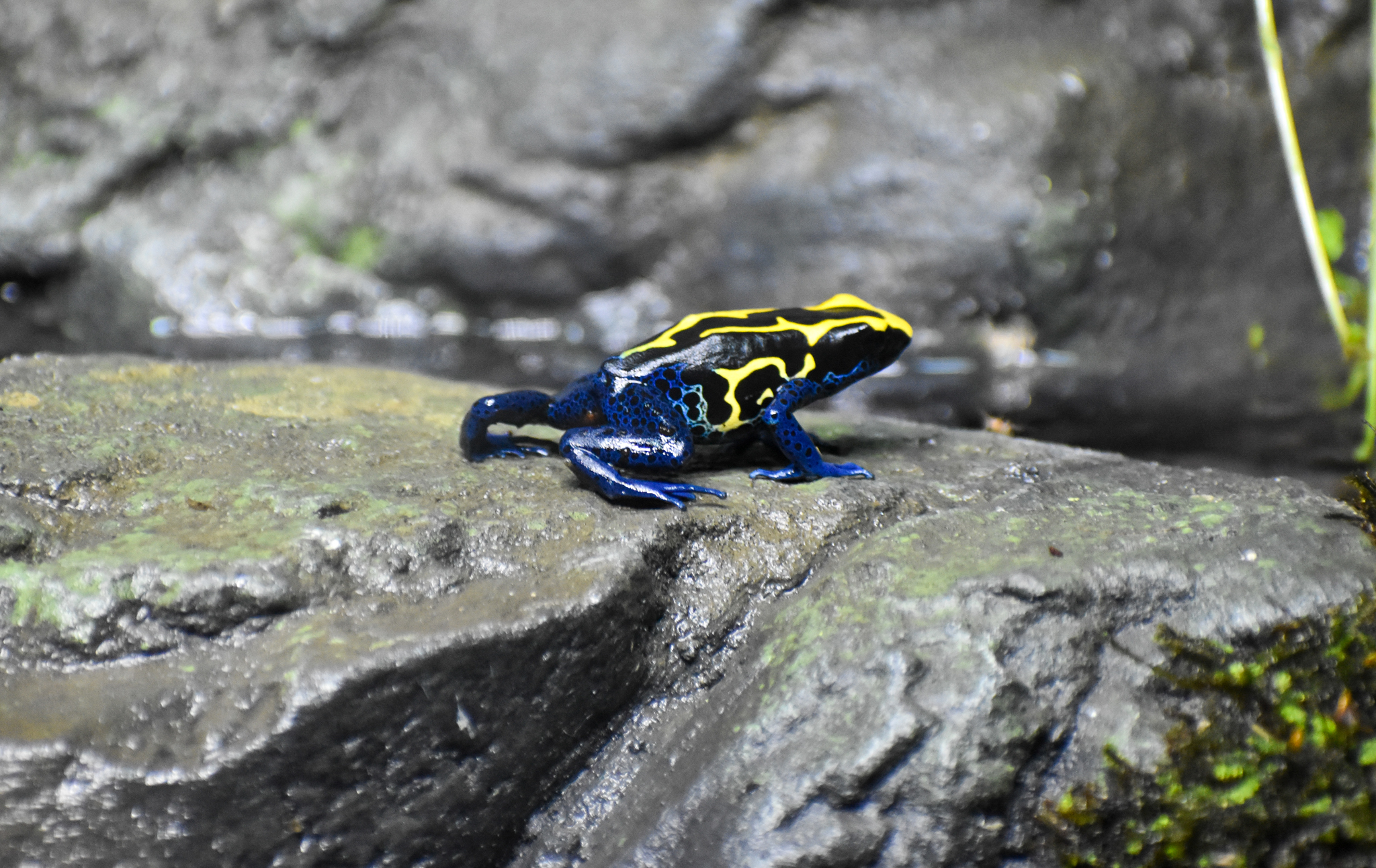 Dyeing Poison Dart Frog (Dendrobates tinctorius)