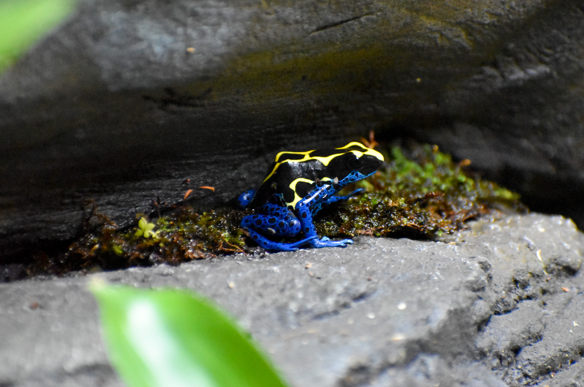 Dyeing Poison Dart Frog (Dendrobates tinctorius)