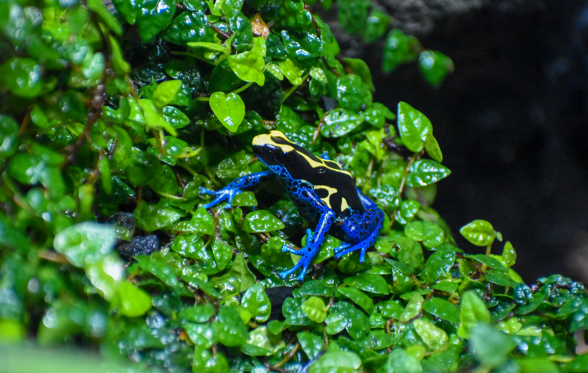 Dyeing Poison Dart Frog (Dendrobates tinctorius)