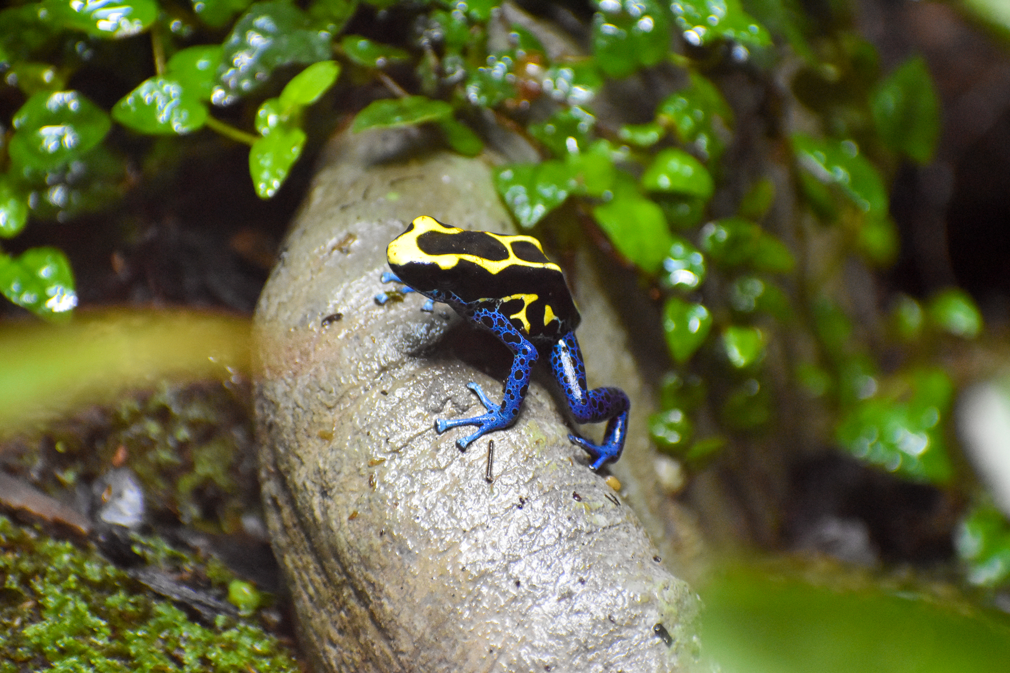 Dyeing Poison Dart Frog (Dendrobates tinctorius)