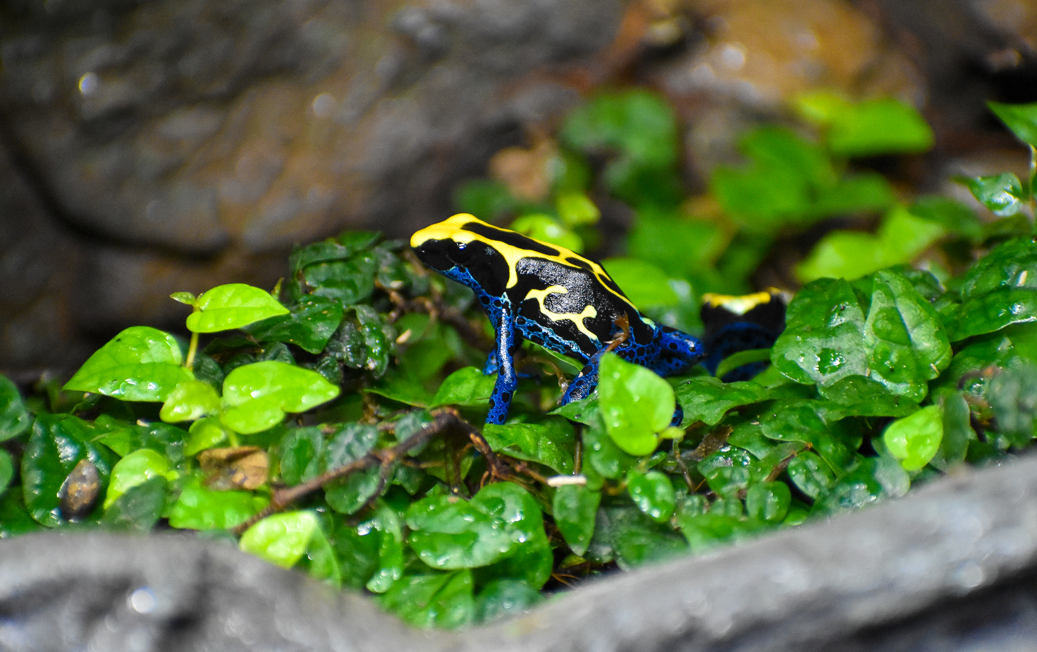 Dyeing Poison Dart Frog (Dendrobates tinctorius)
