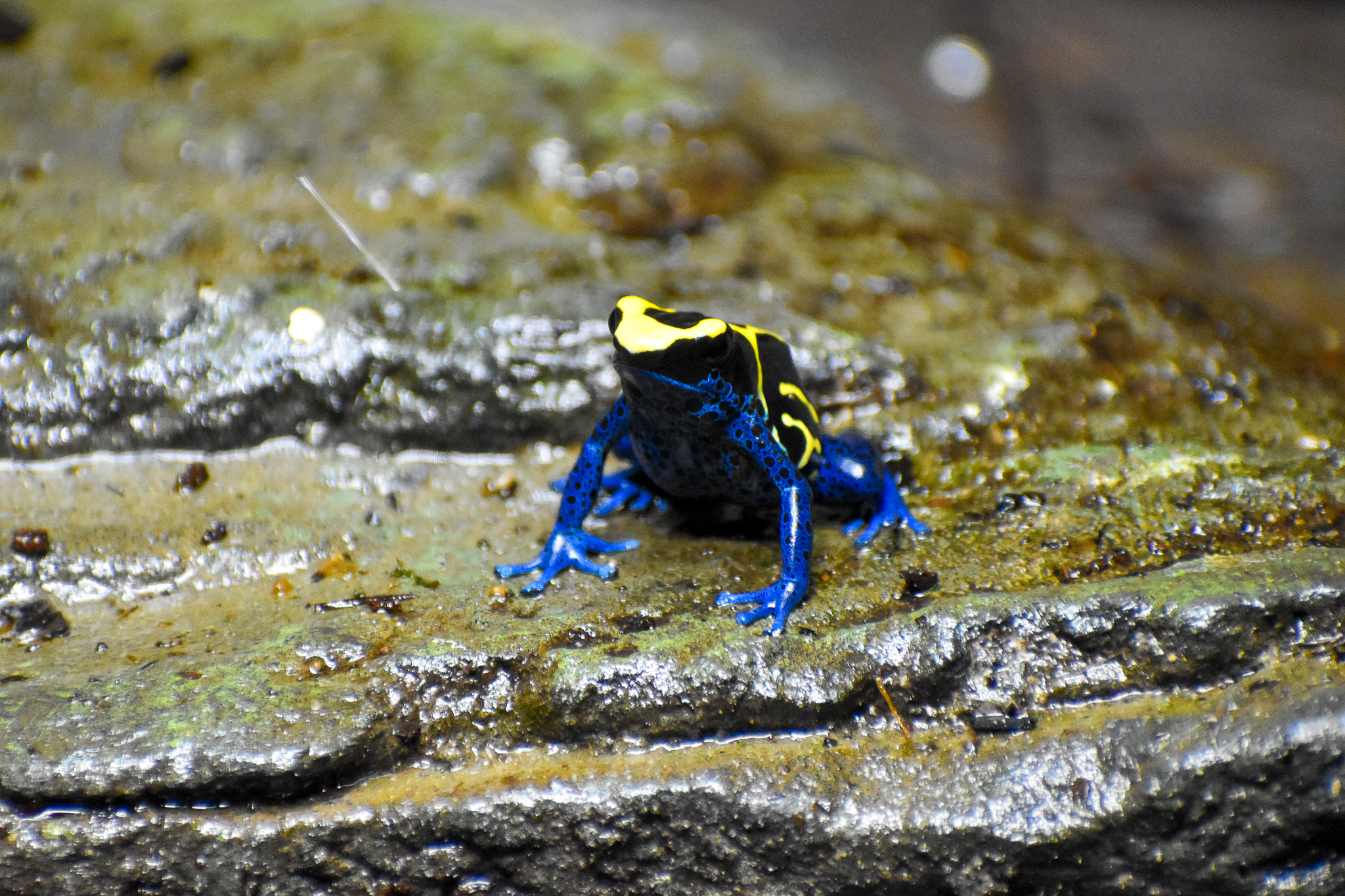 Dyeing Poison Dart Frog (Dendrobates tinctorius)