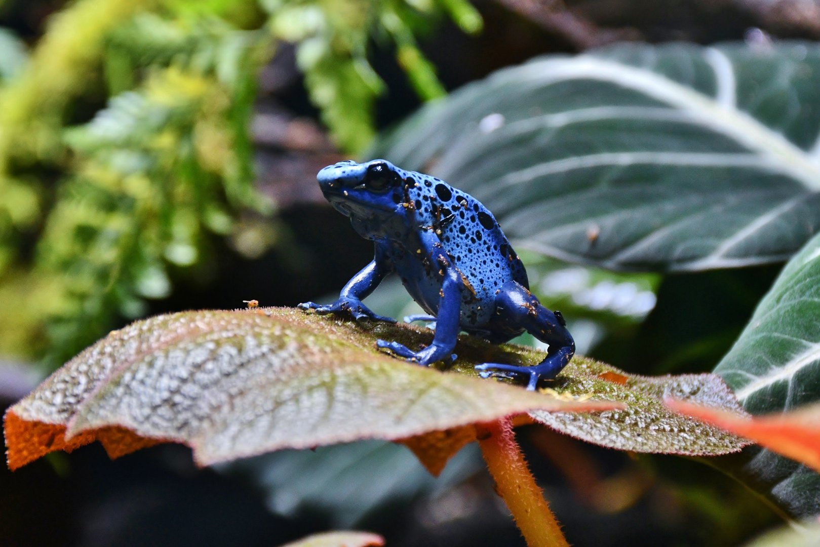 Dyeing Poison Dart Frog (Dendrobates tinctorius)