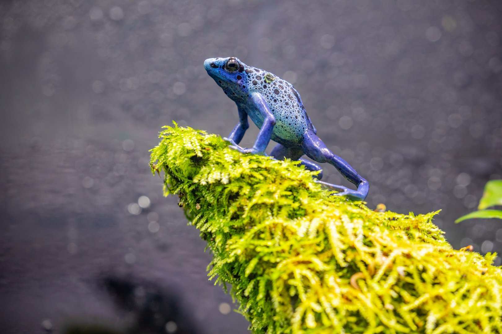 Dyeing Poison Dart Frog (Dendrobates tinctorius)