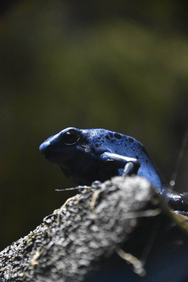 Dyeing poison dart frog, Dendrobates tinctorius