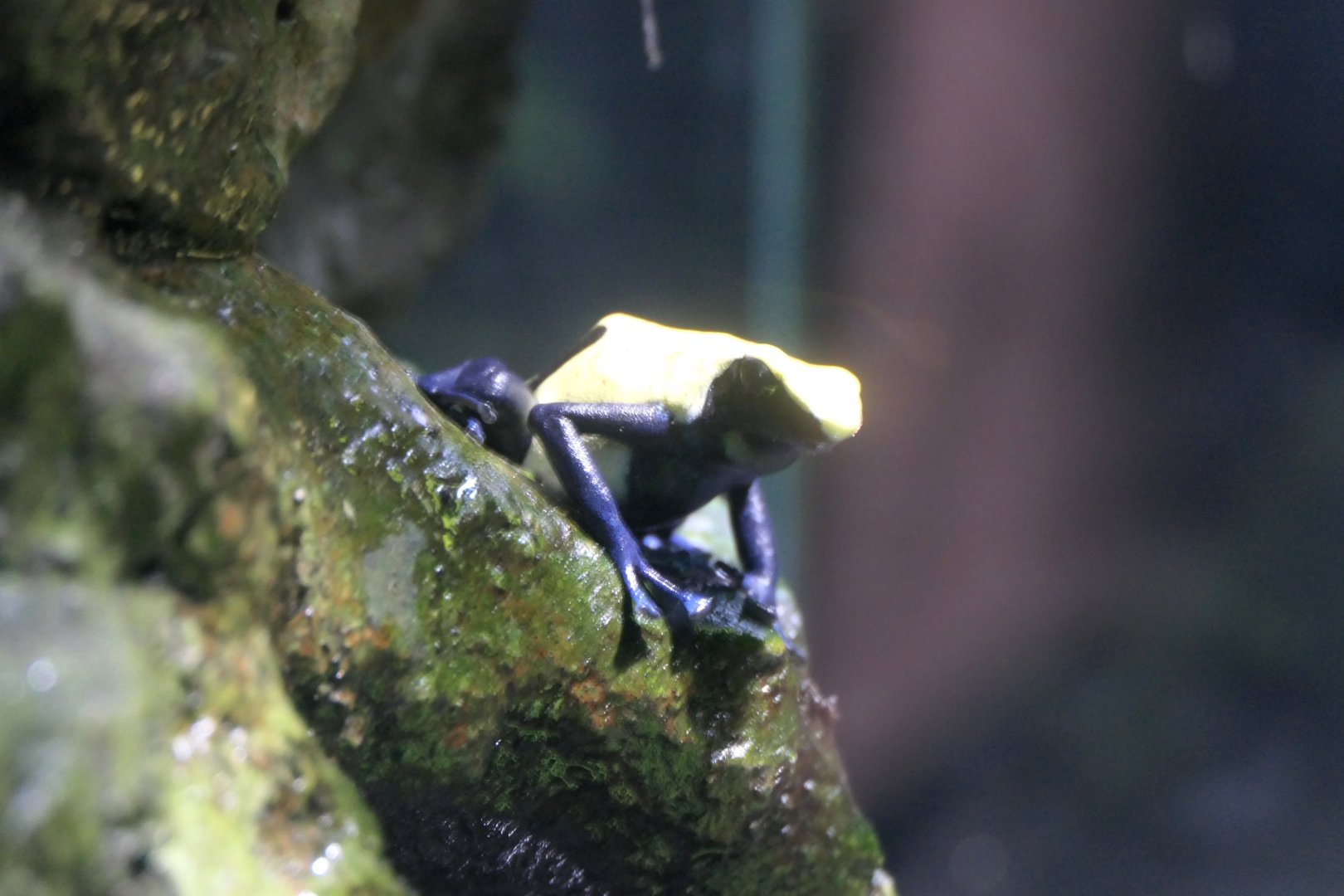 Dyeing Poison Dart Frog (Dendrobates tinctorius)