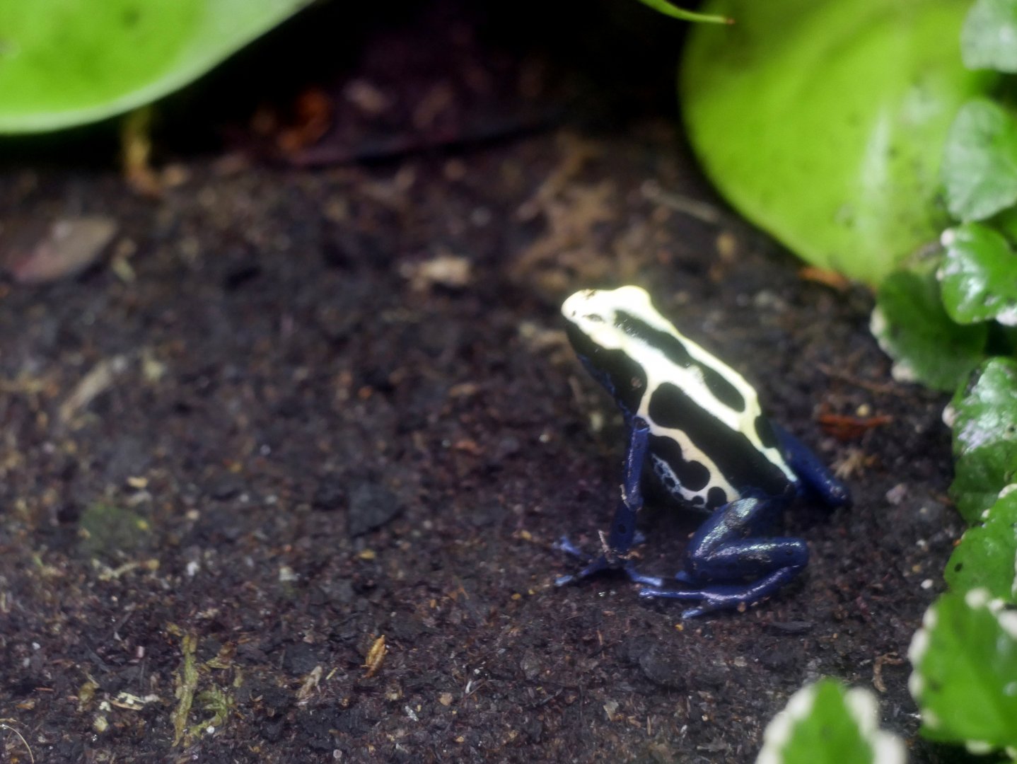 Dyeing poison dart frog (Dendrobates tinctorius)