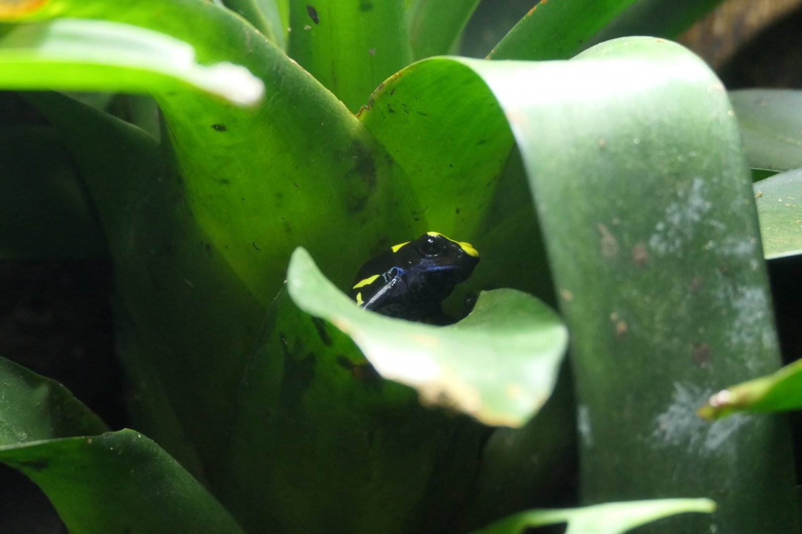 Dyeing Poison Dart Frog (Dendrobates tinctorius)