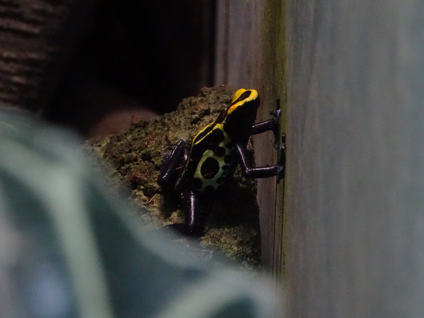 Dyeing poison dart frog (Dendrobates tinctorius)