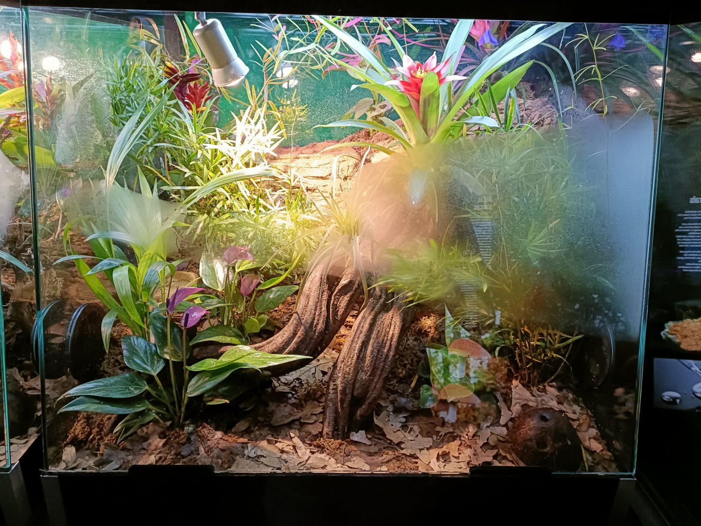 Dyeing poison dart frog exhibit - Bioparc Acuario de Gijón