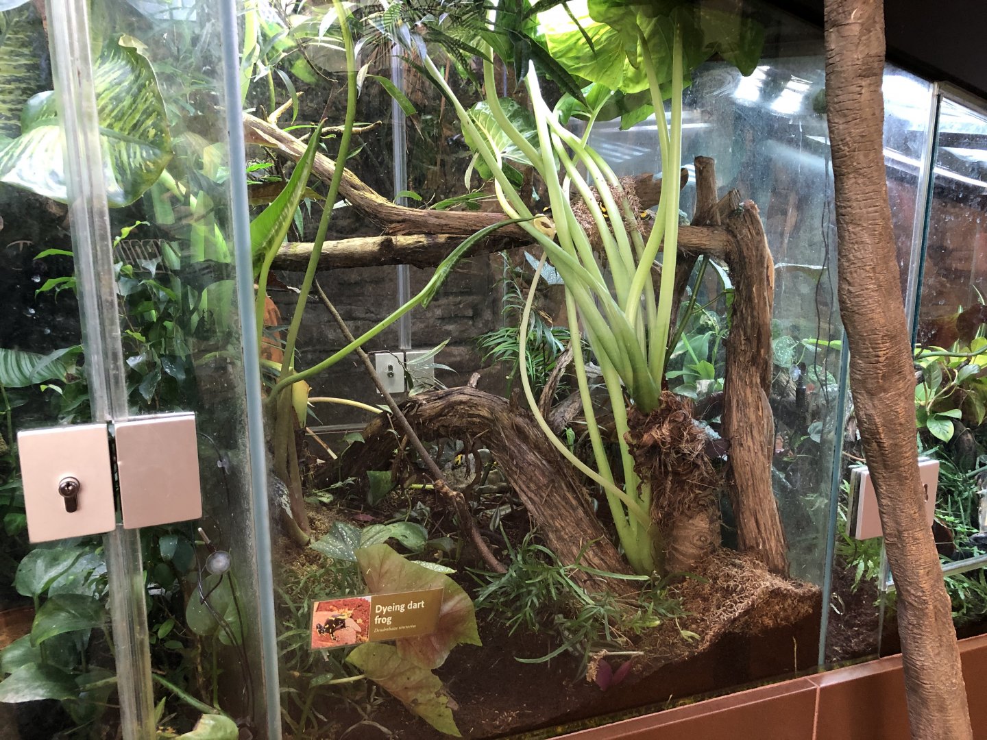Dyeing poison dart frog exhibit