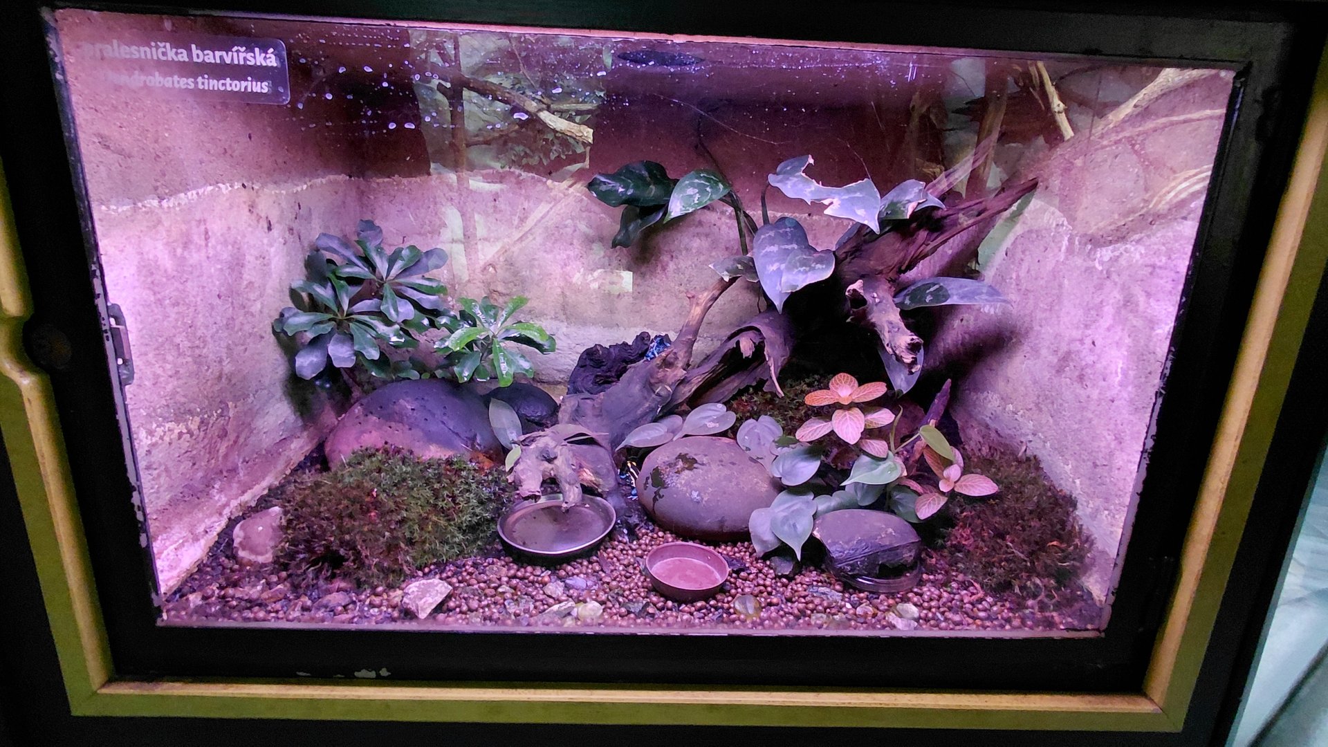 Dyeing poison dart frog exhibit