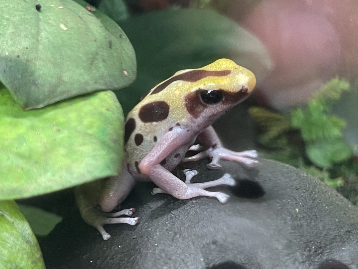 dyeing poison dart frog "ice cream" (dendrobates tinctorius)