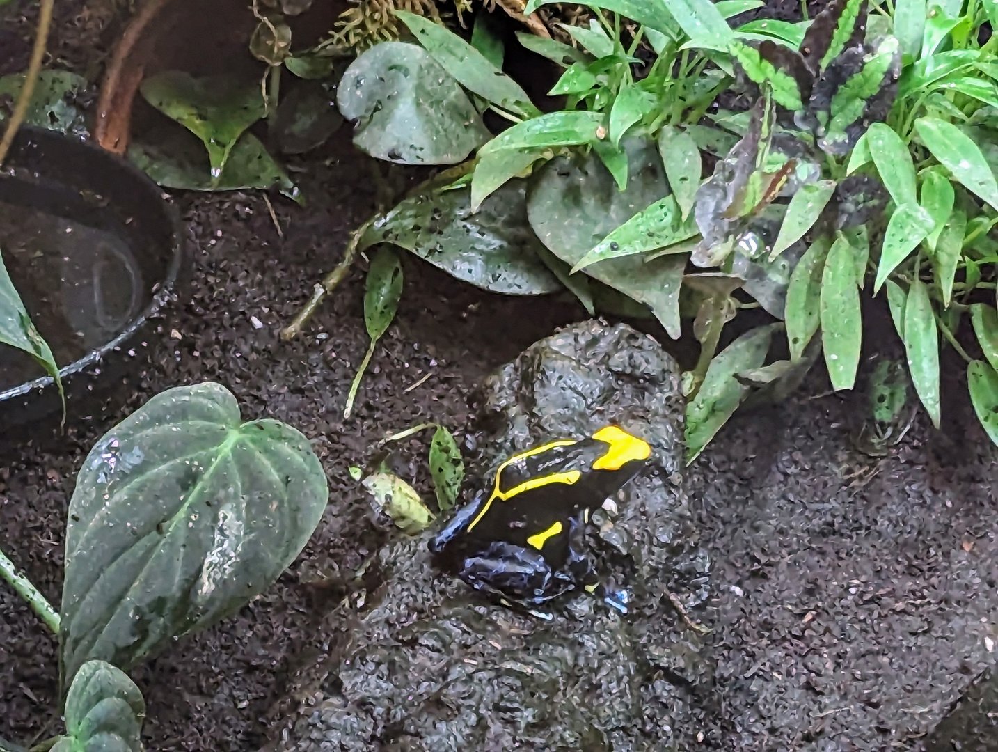 Dyeing Poison Dart-frog - July 8th 2023
