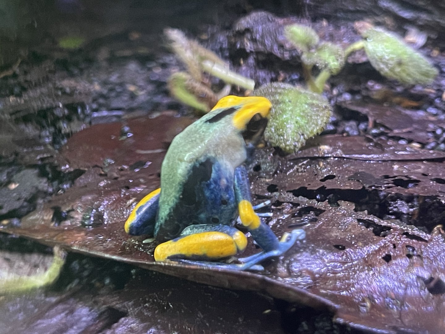 dyeing poison dart frog “peacock” (dendrobates tinctorius)