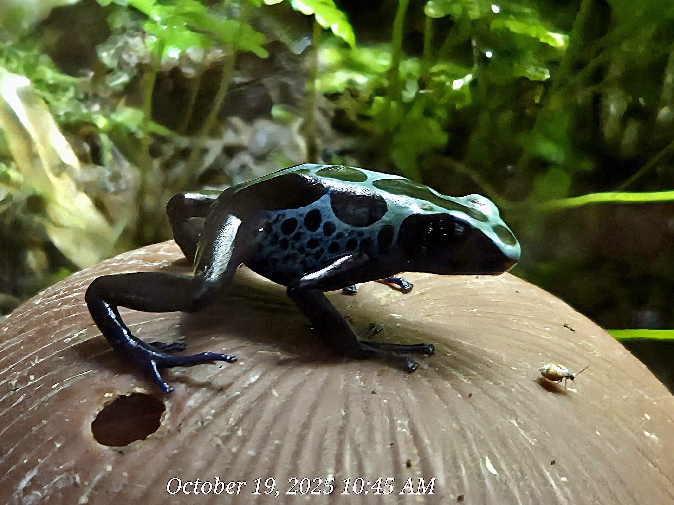 Dyeing Poison Dart Frog - Rainforest Adventures