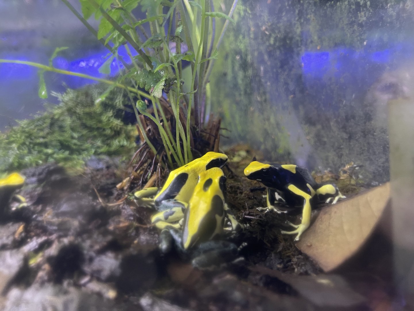 dyeing poison dart frog “regina” (dendrobates tinctorius)