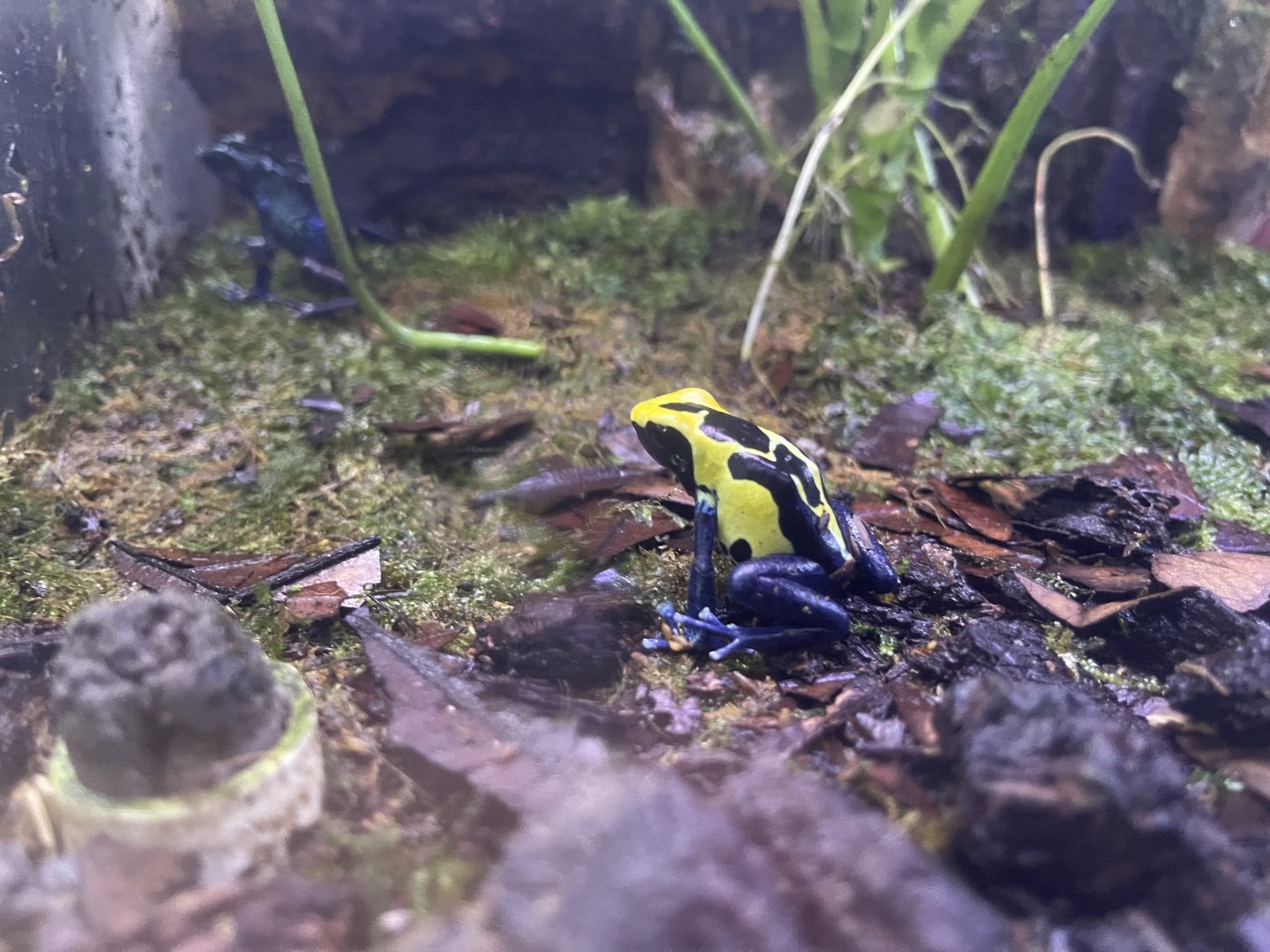 dyeing poison dart frog “robertus” (dendrobates tinctorius)