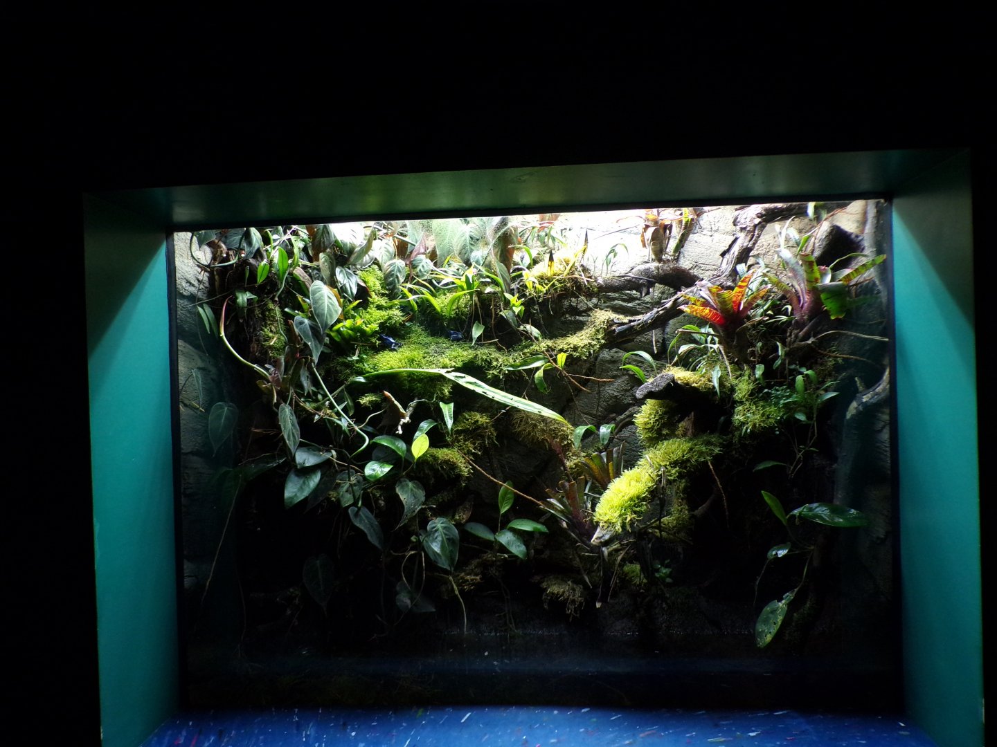 Dyeing poison dart frog terrarium 11.2.25