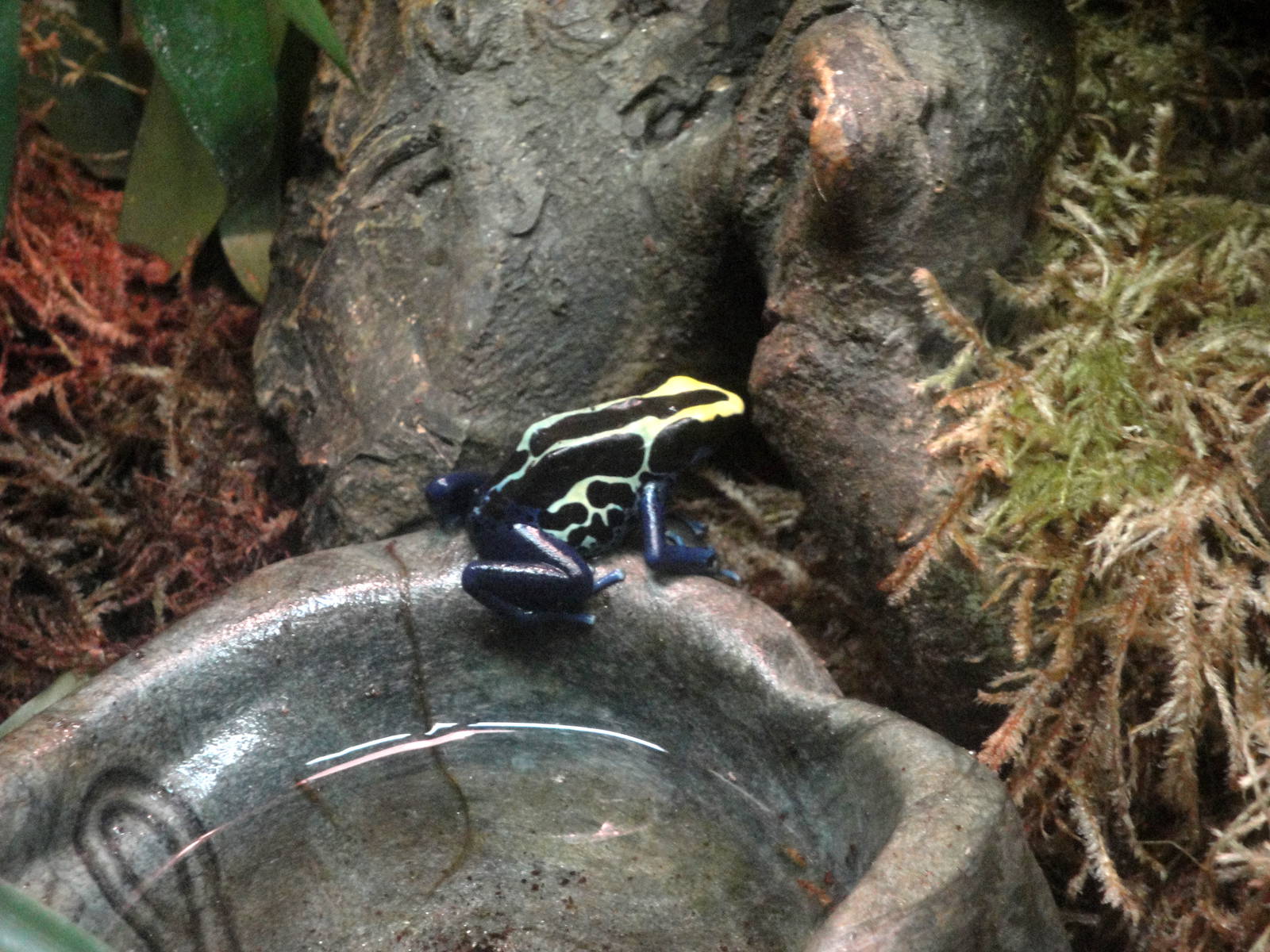 Dyeing Poison Dart Frog