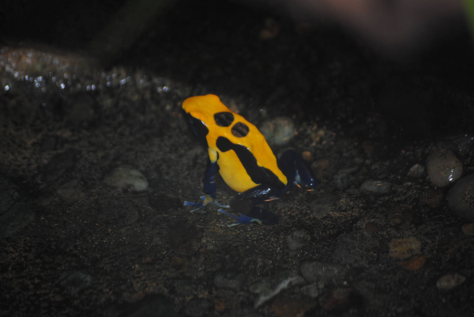 Dyeing Poison Dart Frog