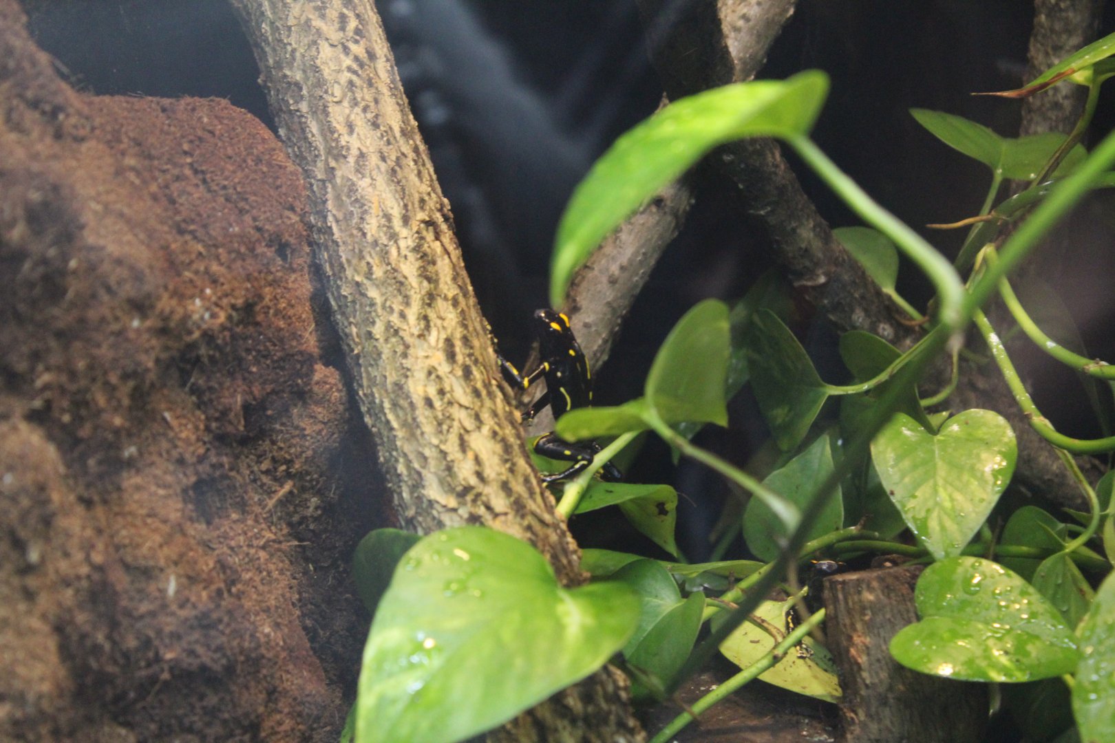 Dyeing Poison Dart Frog
