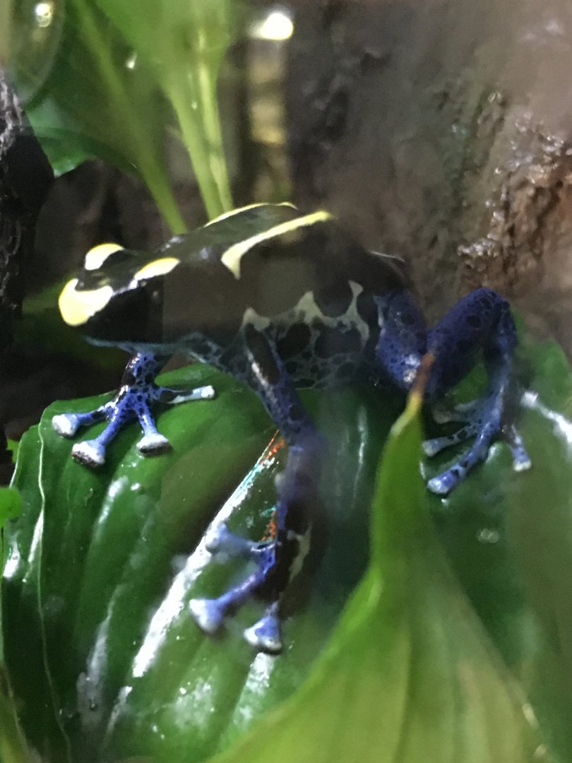 Dyeing Poison Dart Frog