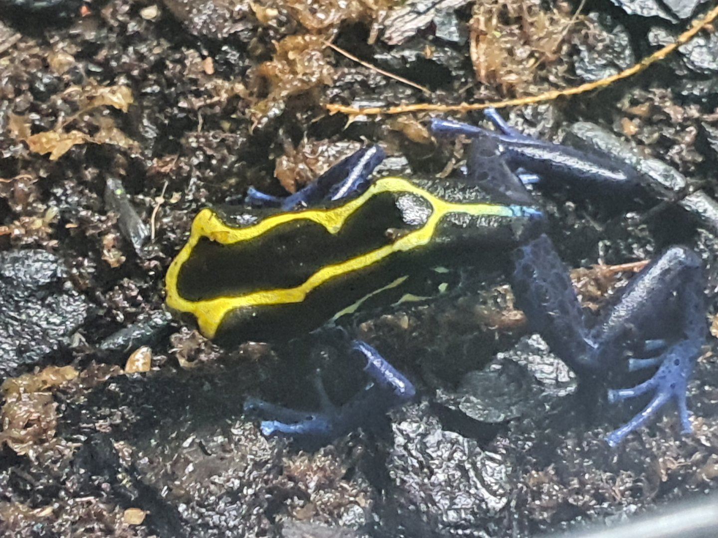 Dyeing poison dart frog