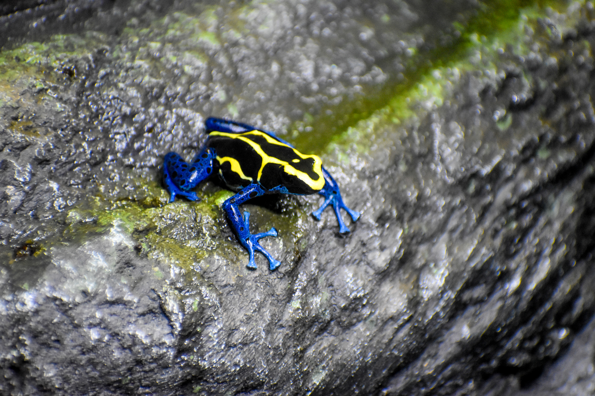Dyeing Poison Dart Frog