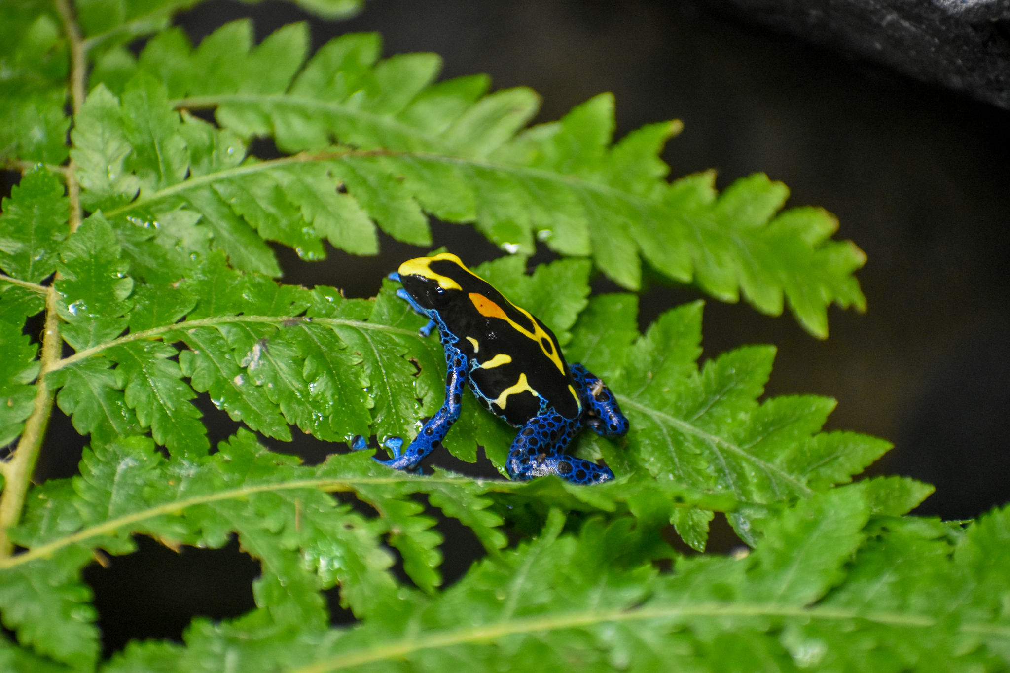 Dyeing Poison Dart Frog