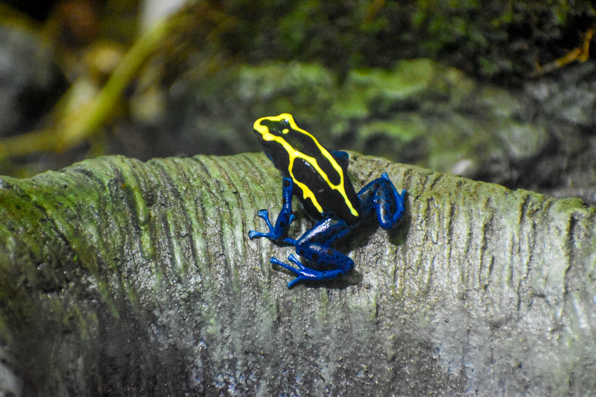 Dyeing Poison Dart Frog