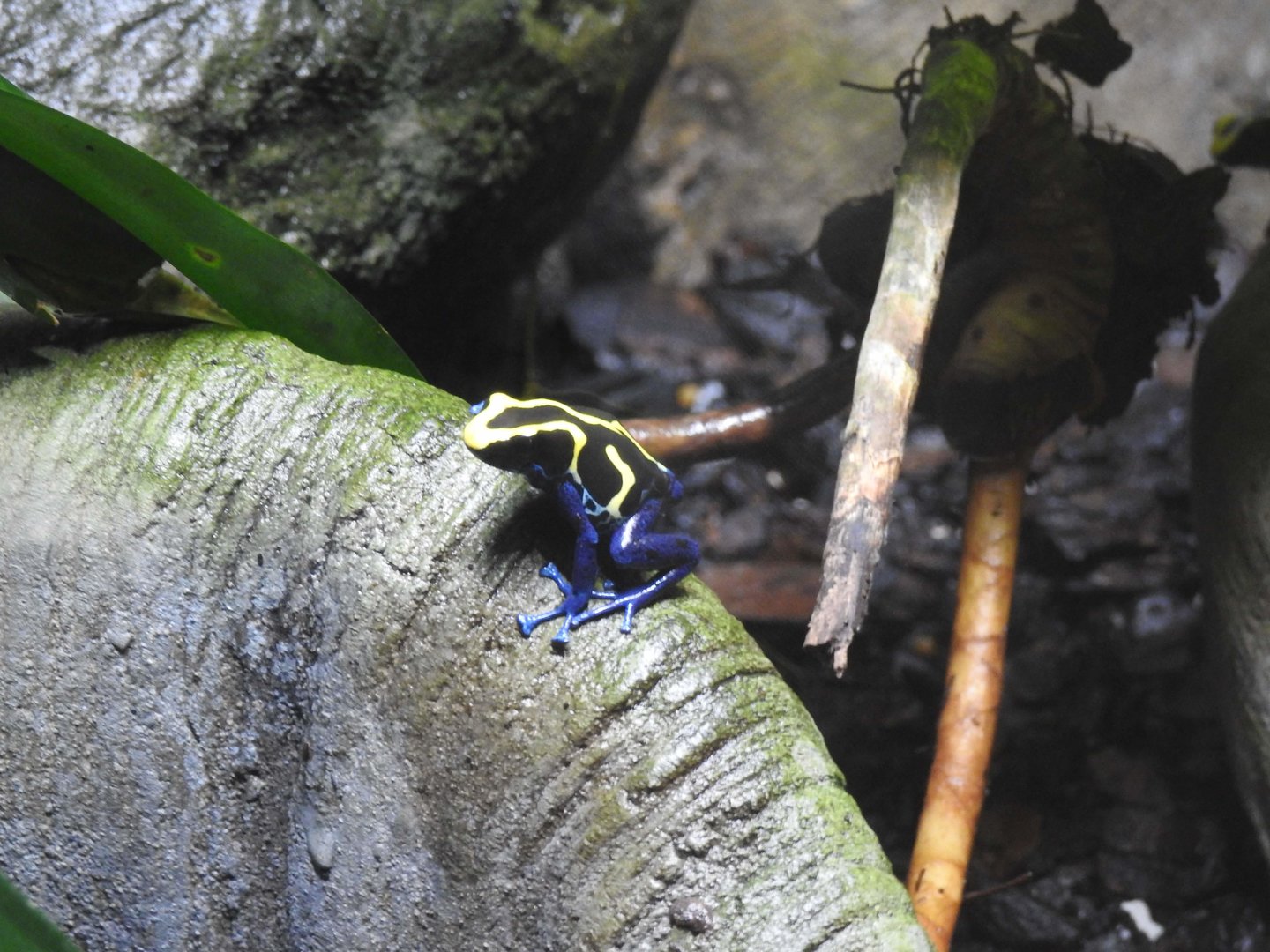 Dyeing Poison Dart-Frog