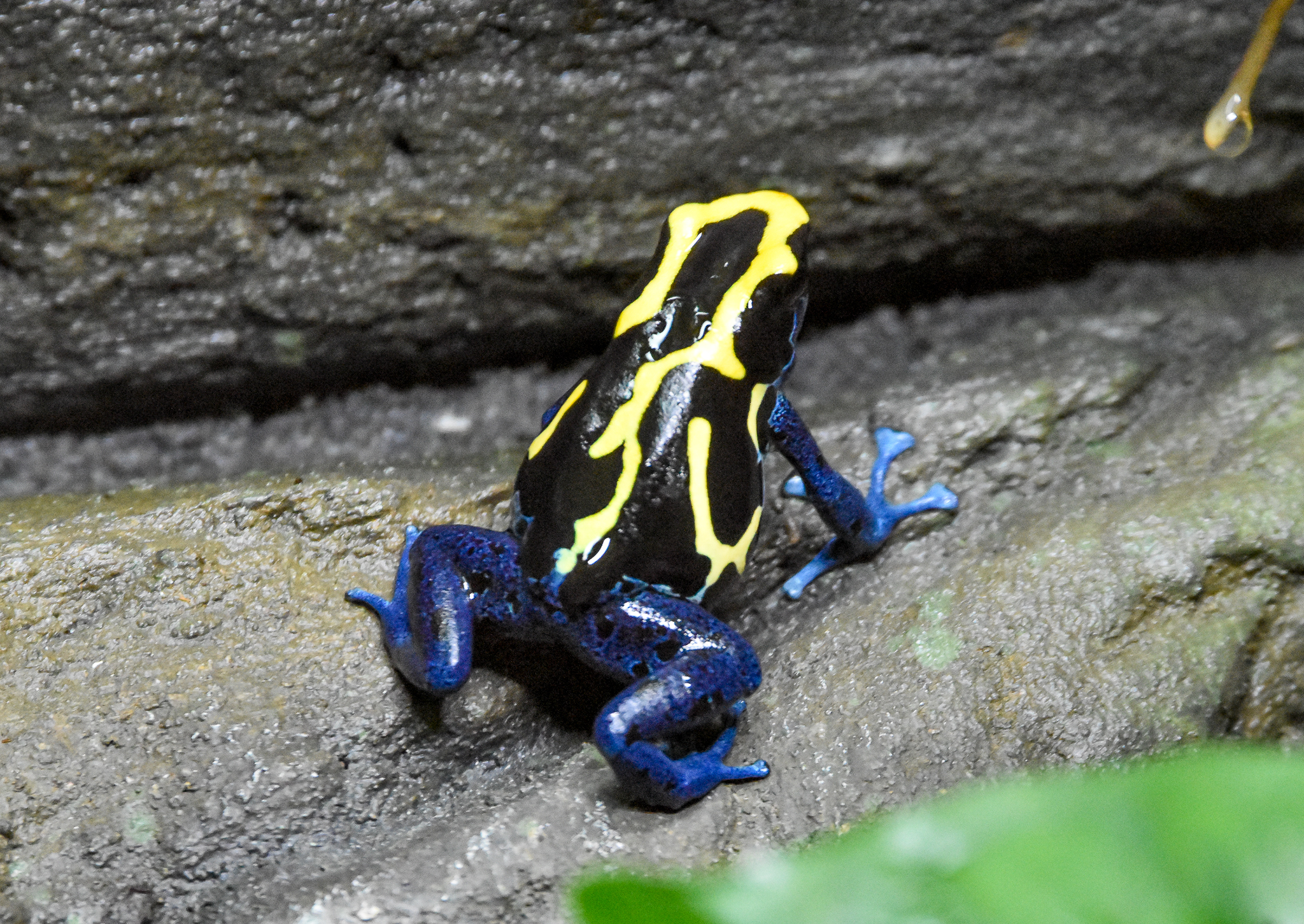 Dyeing Poison Dart Frog