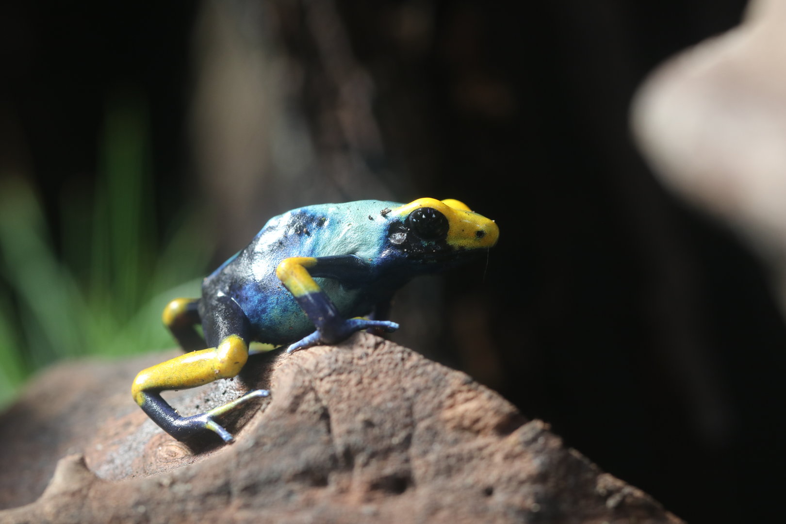 Dyeing poison dart frog