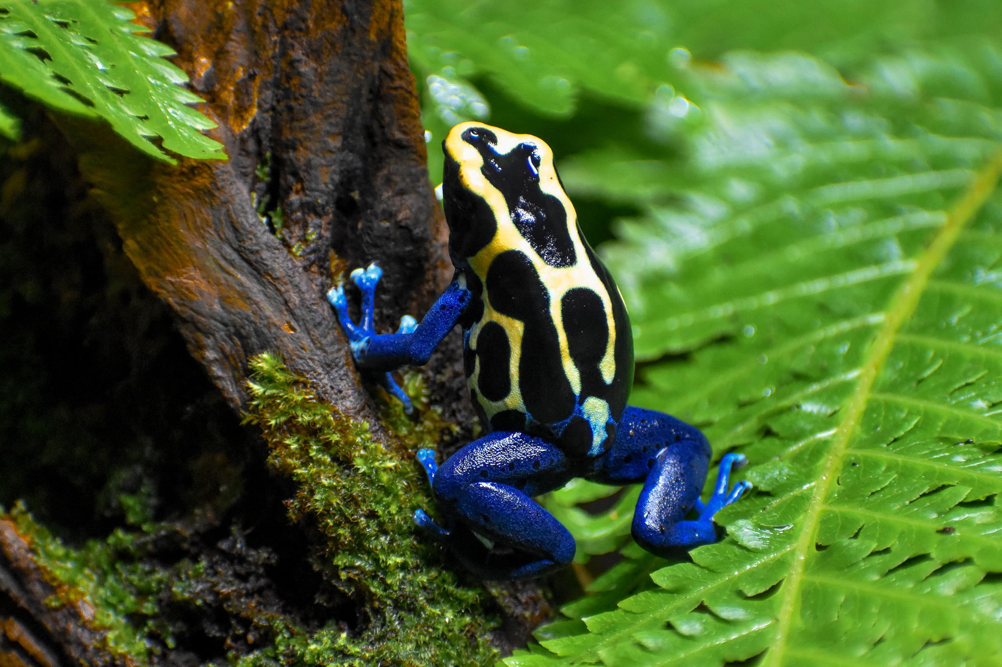 Dyeing Poison-Dart Frog