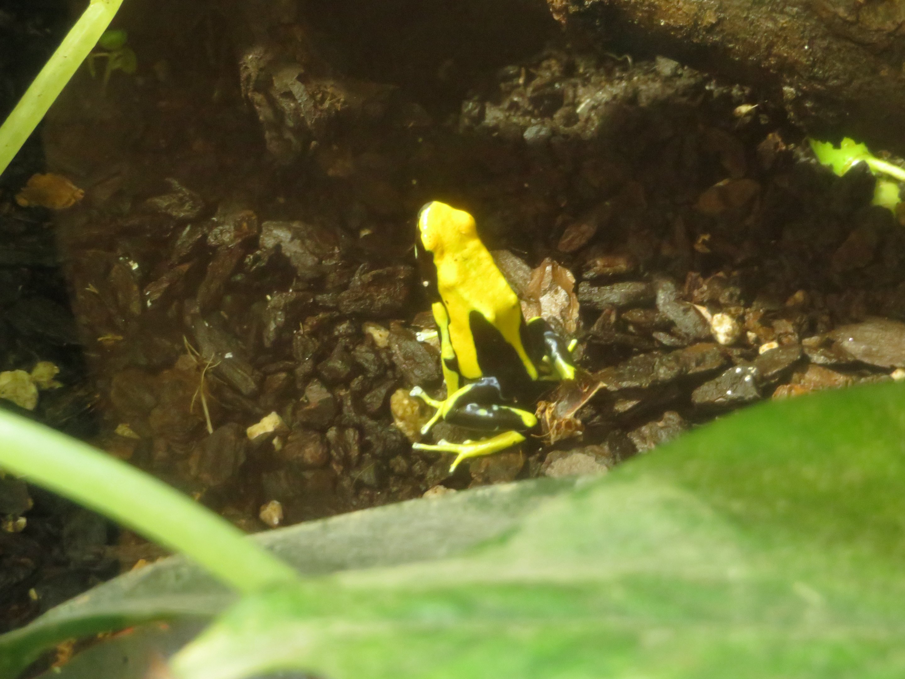 Dyeing Poison Dart Frog