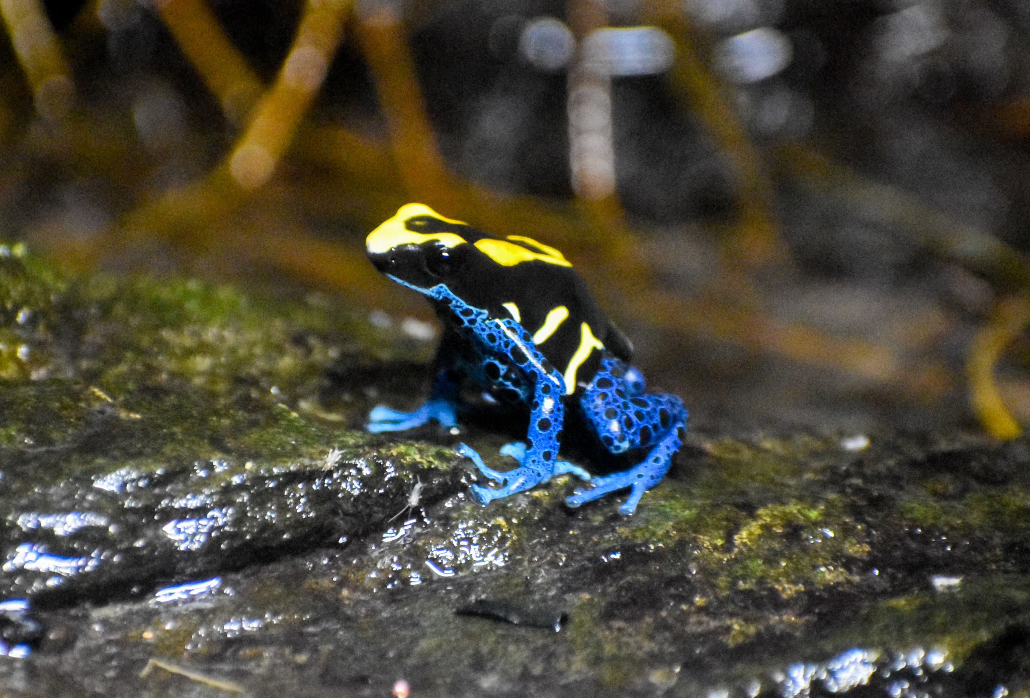 Dyeing Poison Dart Frog