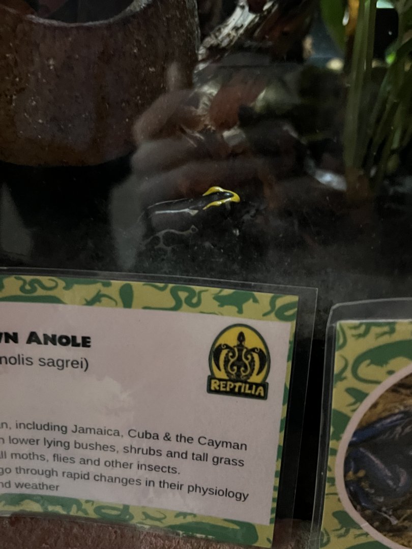 Dyeing Poison Dart Frog