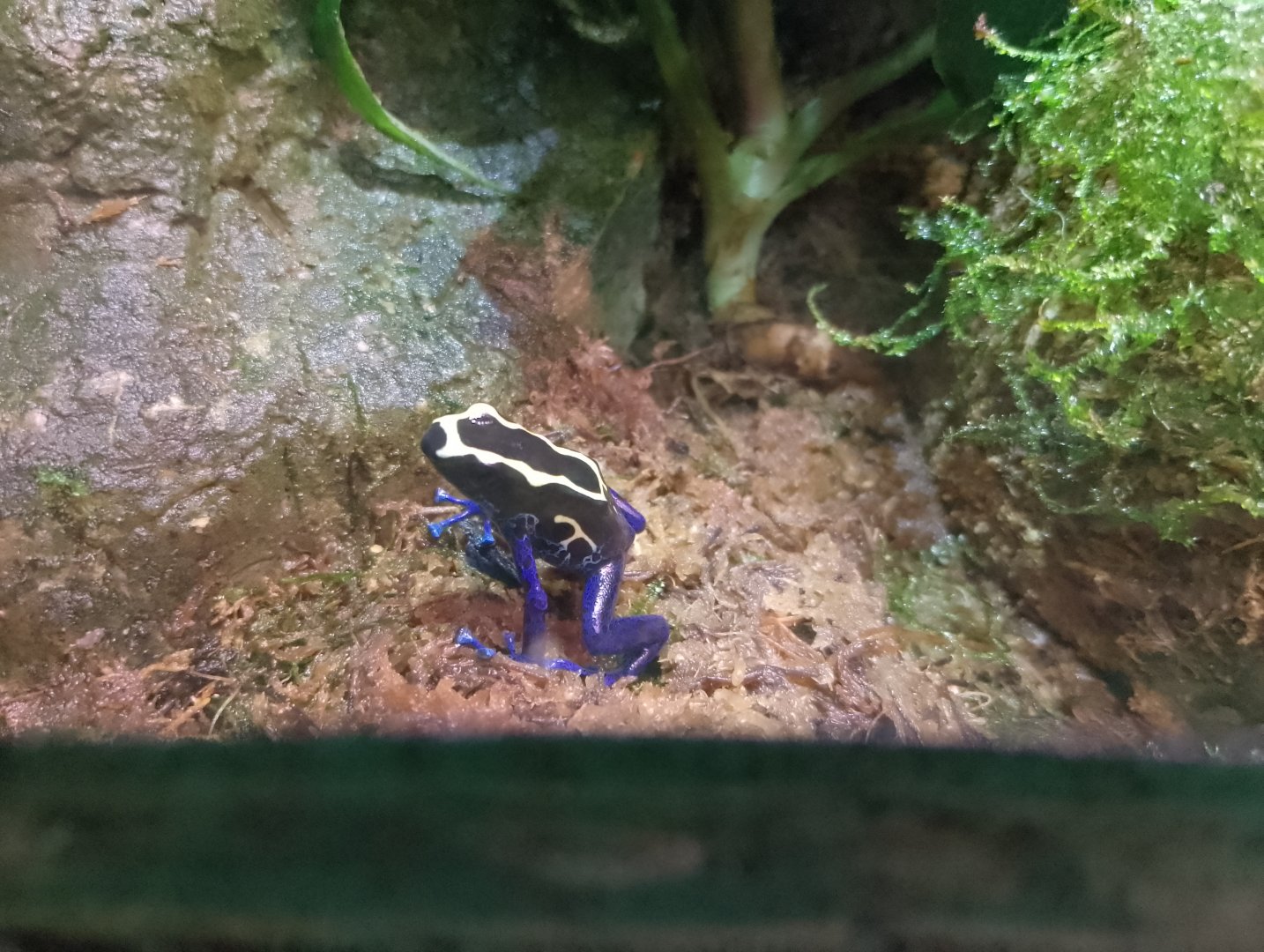Dyeing poison dart frog
