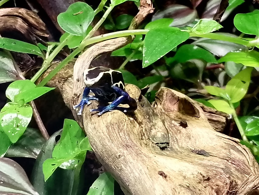 Dyeing poison dart frog