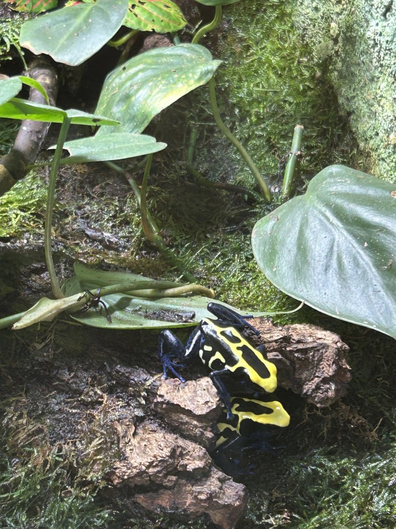 Dyeing poison dart frog